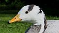 Bar-Headed Goose (Anser indicus) (5).JPG