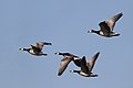 * Nomination Barnacle geese (Branta leucopsis) in flight, Hållö Island --Charlesjsharp 17:01, 12 September 2018 (UTC) * Decline  Oppose Top bird is in focus (mostly) but not the bottom ones --Daniel Case 16:33, 19 September 2018 (UTC)