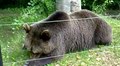 File:Bear in Bulgarian Four paws.webm