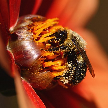 Tập_tin:Bee_covered_in_pollen.jpg