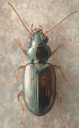 Bembidion impotens