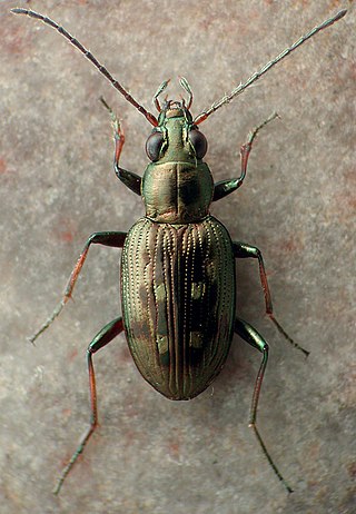 <i>Bembidion inaequale</i> Species of beetle