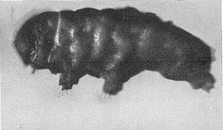 <i>Beorn</i> (tardigrade) Extinct genus of tardigrades