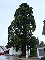 Mammutbaum in Birkendorf im Schwarzwald