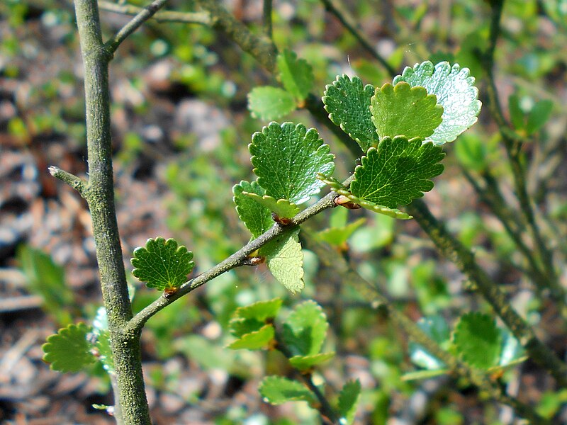 File:Betula nana 2017-05-06 9790.jpg