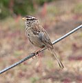 White-crowned Sparrow on a wire