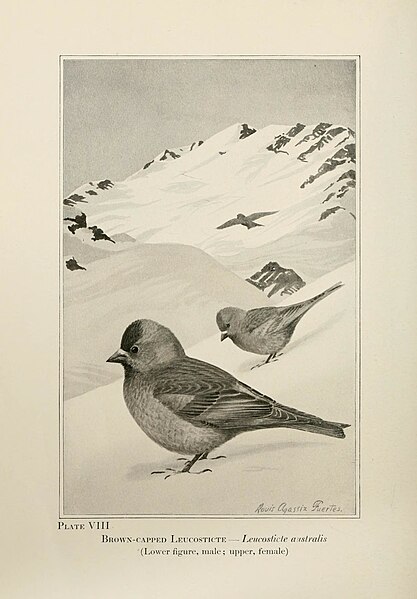 File:Birds of the Rockies (Plate VIII) (7250828962).jpg