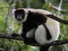 Varecia variegata Black-and-White Ruffed Lemur, Mantadia, Madagascar.jpg