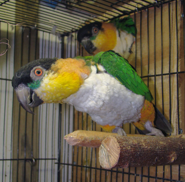 File:Black-headed Caique adult pets in cage.JPG