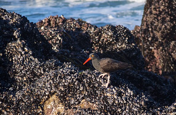 Black oystercatcher, Point Pinos