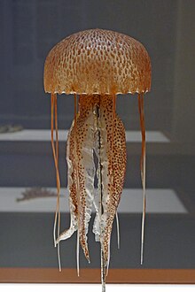 Meduse Animal Wikipedia