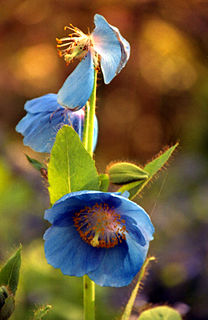<i>Meconopsis simplicifolia</i> Species of flowering plant in the poppy family Papaveraceae