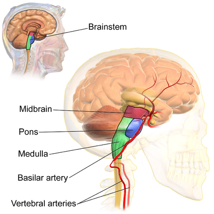 The brainstem receives blood via the vertebral arteries, shown here.