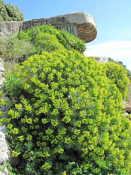 File:Blockhauss à la pointe de la presqu'île du Cap-Ferrat.jpg