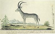 Bloubok Hippotragus leucophaeus. 1777-1786. pen medium QS:P186,Q165447 and brush and ink, brush and watercolor on paper. 25.6 × 42.1 cm (10 × 16.5 in). Amsterdam, Rijksmuseum Amsterdam.