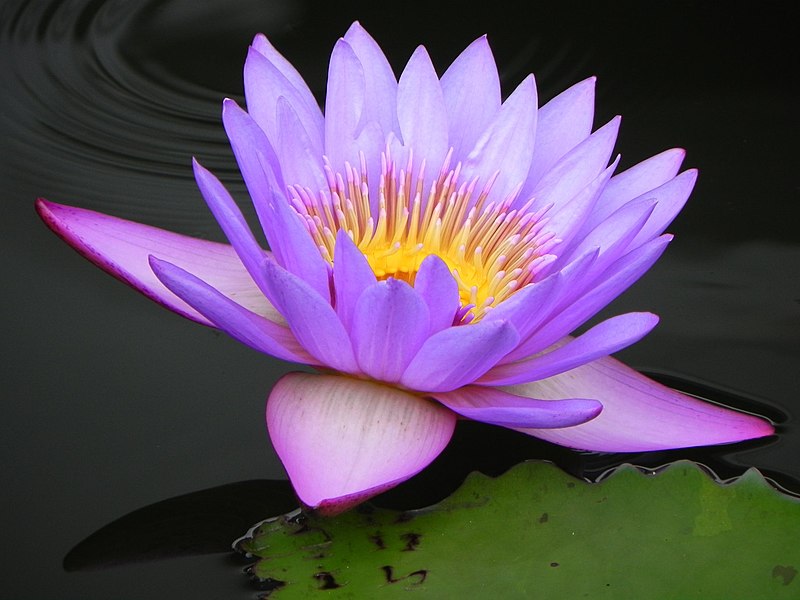 File:Blue Water Lily (Nymphaea Nouchali).jpg