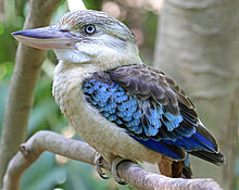 Blue Winged Kookaburra - Berry Springs - Northern Territory - Australia.jpg