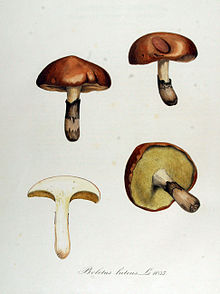 "Boletus luteus", illustrated by Christiaan Sepp Boletus luteus -- Flora Batava -- Volume v13.jpg