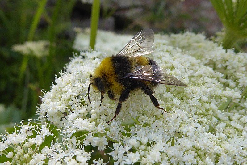 File:Bombus, lucorum complex 02.jpg