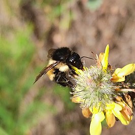 Bombus weisi