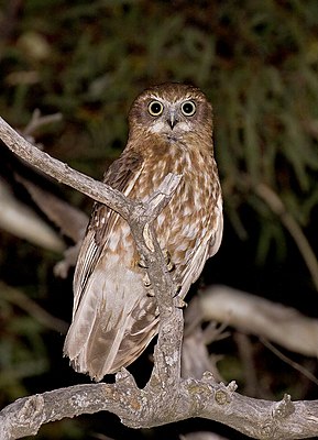 Boobook Owl (Ninox boobook) (22383289369) .jpg