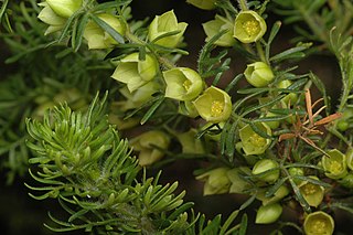 <i>Boronia tetrandra</i> species of plant