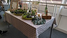 Photographie d’une table avec des plants.