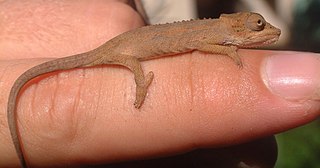 Setaros dwarf chameleon Species of lizard