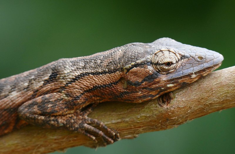 File:Brazilian Bush Anole (Polychrus acutirostris) (Courtesy of Luiz Vicente Campos) - Flickr - berniedup.jpg