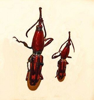 <i>Orychodes digramma</i> Species of beetle