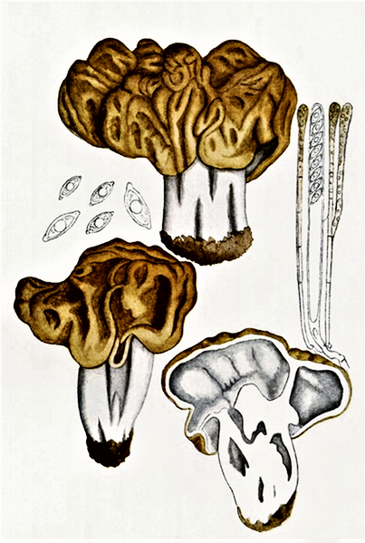 File:Bresadola - Gyromitra gigas.png