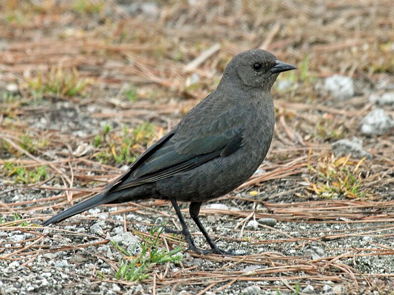 File:Brewer's Blackbird female RWD.jpg