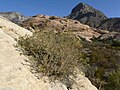 Calico Hills, NV