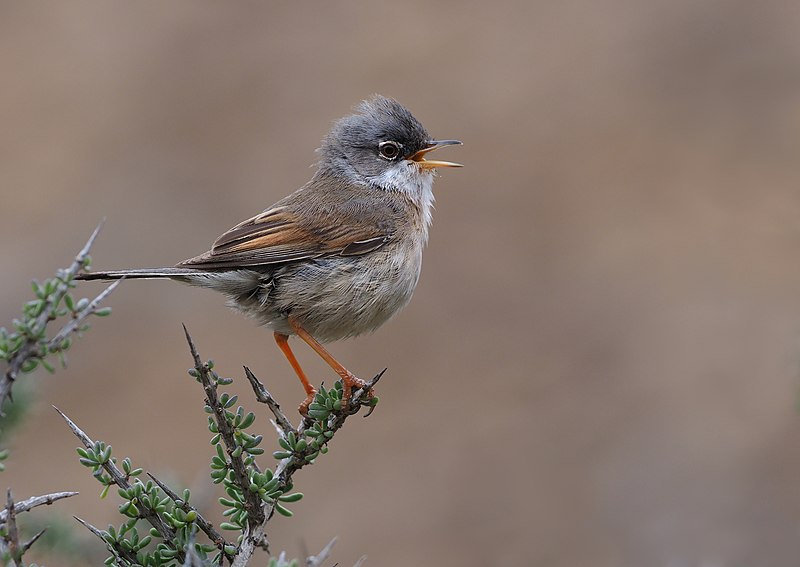 File:Brillengrasmücke (Sylvia conspicillata), Fuerteventura (40758233564).jpg