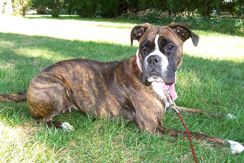 File:Brindle Boxer (20080218T1420).jpg