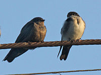 Brown-bellied swallow and blue-and-white swallow