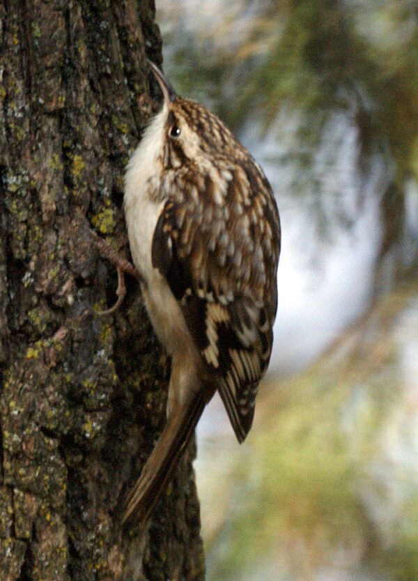 File:Brown Creeper (4202627859).jpg