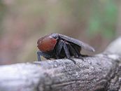 Brown face planthopper - Hackerobrachys viridiventris (4244137398).jpg