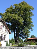 Brtníky, Staré Křečany - památný strom.jpg