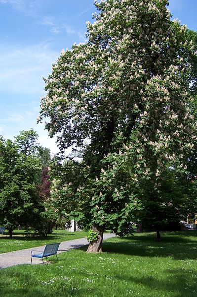 File:Bubeníkovy sady (Pardubice 2011) 10.JPG