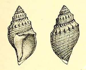 Buccinaria hoheneggeri 001.jpg