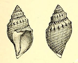 <i>Buccinaria hoheneggeri</i> Extinct species of sea snail