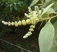 Buddleja americana (11651195096) .jpg