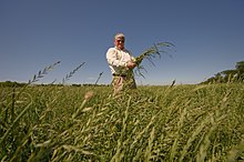 Farmer using crops for biofuel Buddy Alder, a Leon County farmer, stands in a rye grass field intended for biofuel production. (25112163465).jpg