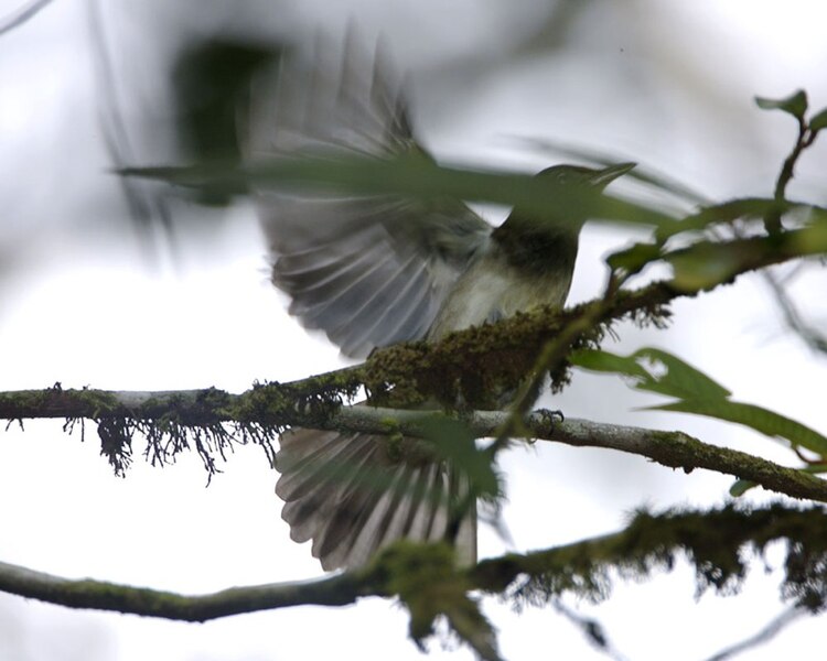 File:Buff-vented bulbul, Panti Forest, Johor, Malaysia - Lip Kee.jpg