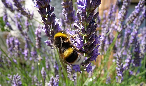 A bumblebee on lavender, in the french Alpes.