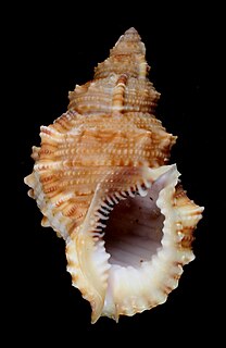 <i>Bursa fosteri</i> species of mollusc