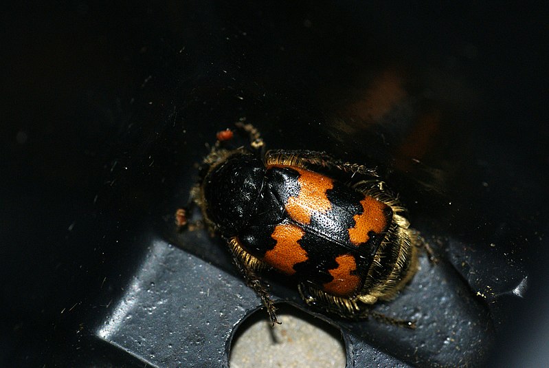 File:Burying Beetle (3685206213).jpg