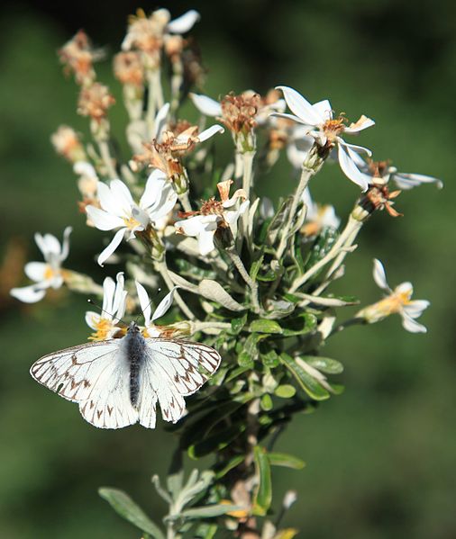 File:Butterfly while hiking back from Grey Glacier (5501085741).jpg