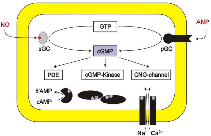 File:CGMP-Rezeptoren.jpg